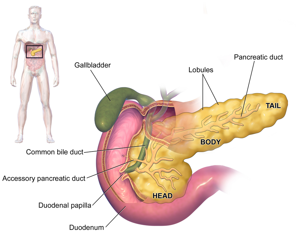 The Pancreas.  See a full animation of this medical topic.