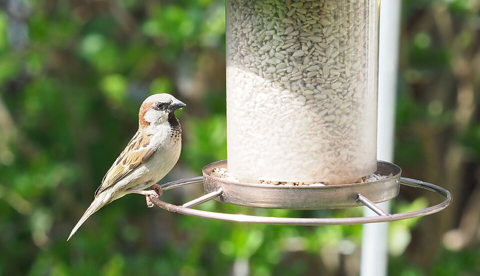 Wildlife Expert Explains Where to Place a Bird Feeder to Protect Birds From Cats and Windows