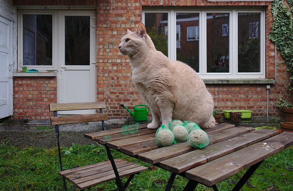Larry the cat sitting on a table looking ahead next to bird food balls in a backyard in Auderghem, Belgium