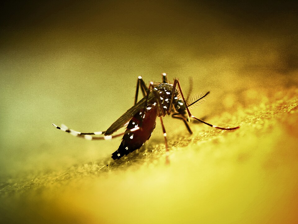 Colorized image of an  Aedes mosquito. This species can transmit multiple diseases. Credit: NIAID