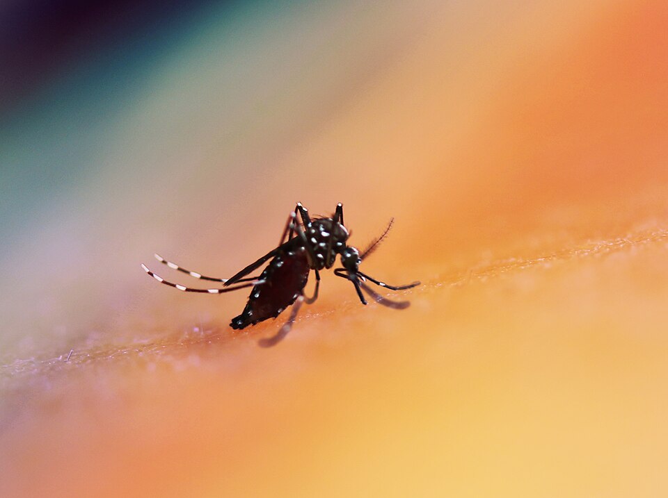 Colorized image of an  Aedes mosquito. This species can transmit multiple diseases. Credit: NIAID