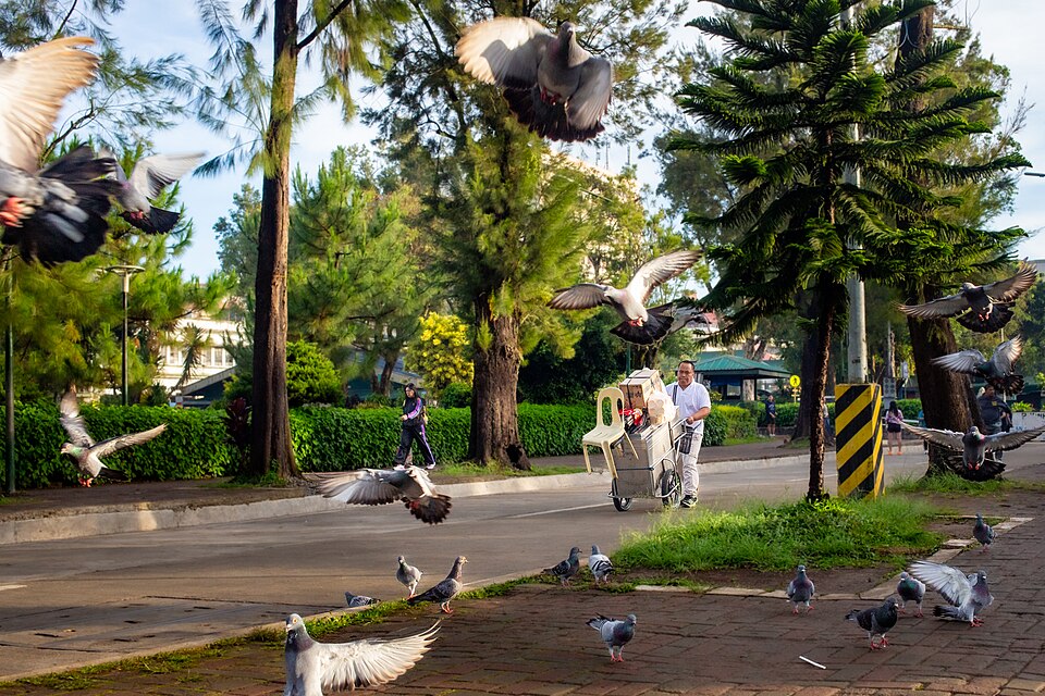 Homing pigeons during their morning training in Burnham park