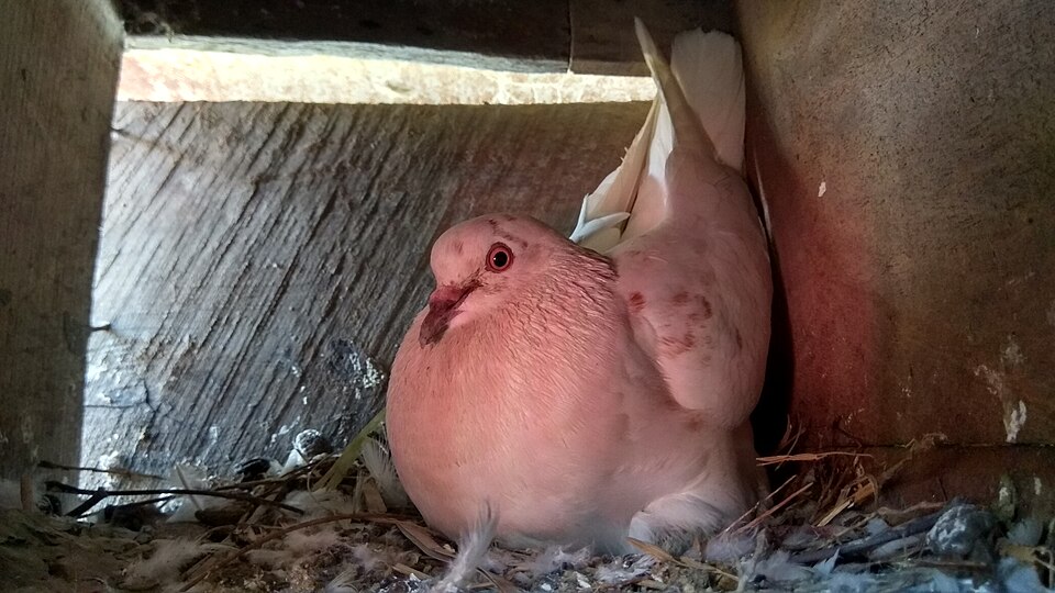 Pigeon Navigation Secret Found in Iron-Rich Liver Immune Cells