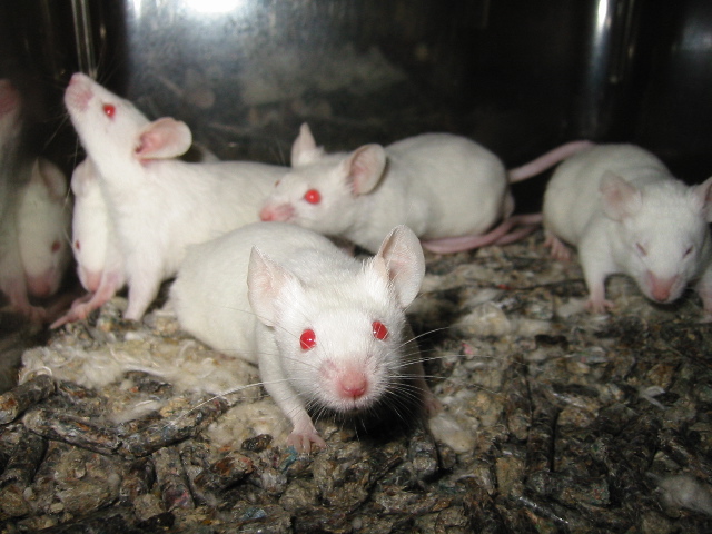 Cornell Neuroscientists Find Mice Use Separate Neurons for Different Sounds