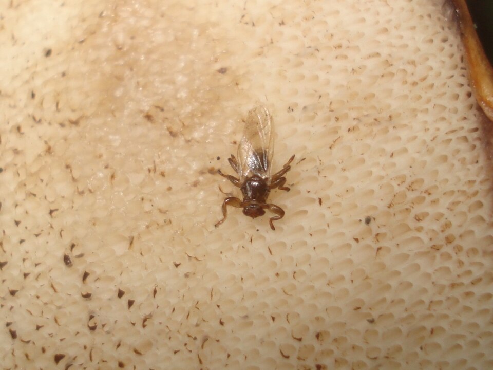Deer Ked or Deer Fly (Lipoptena cervi)