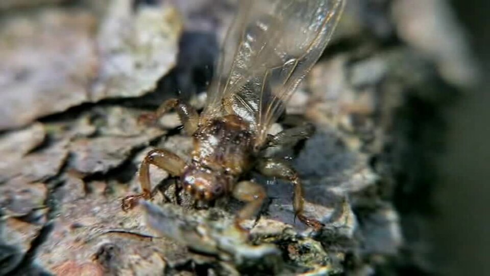 Parasitic Deer Fly Loses Half Its Vision After Landing on a Host