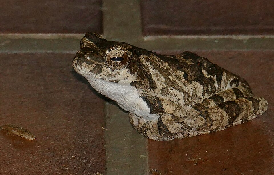 African Tree Frogs Build Better Nests When Females Mate With Multiple Males