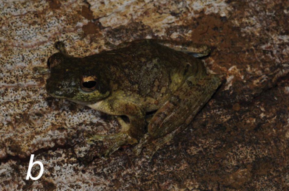 Female Chiromantis rufescens from Serra Vamba, Angola