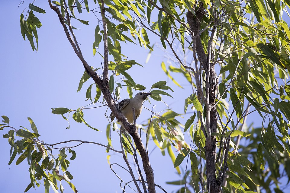 Urban Bowerbirds Choose Human Trash Over Nature to Win Mates