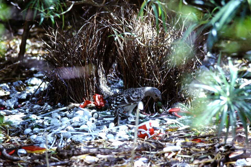 Great bowerbird at bower James Cook University Townsville 1996