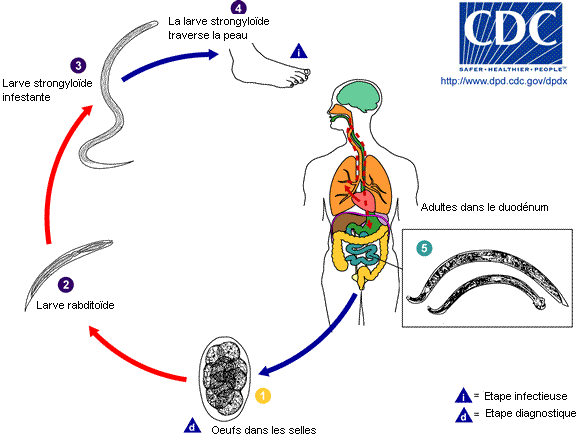 hookworm lifecycle
Eggs are passed in the stool , and under favorable conditions (moisture, warmth, shade), larvae hatch in 1 to 2 days.  The released rhabditiform larvae grow in the feces and/or the soil , and after 5 to 10 days (and two molts) they become filariform (third-stage) larvae that are i