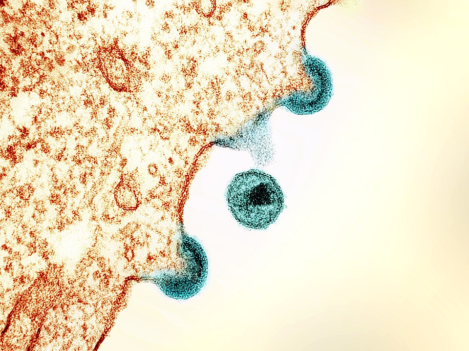 Scientists Build Synthetic Cell That Can Feed, Grow, and Divide