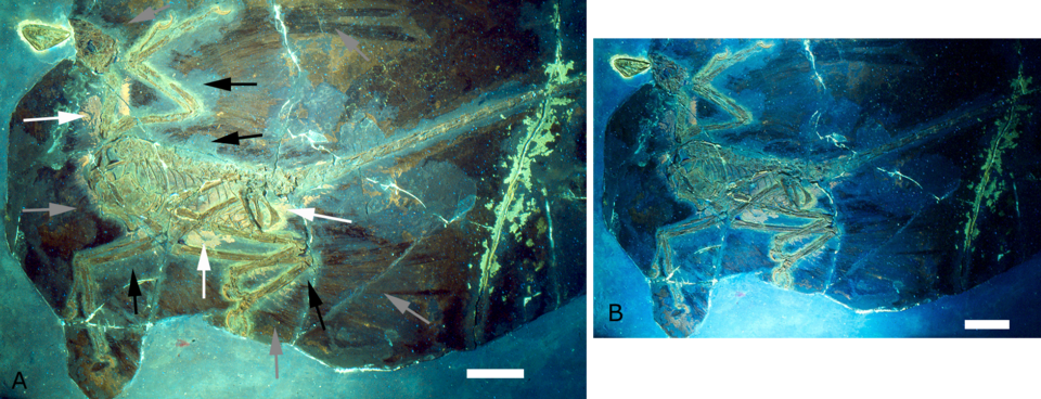 Newly Discovered Feathered Dinosaur Had Four Wings and Hunted Ancient Birds