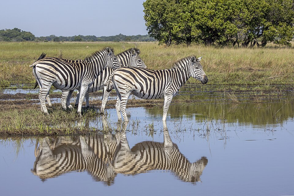 Plains zebras (Equus quagga) in Maputo National Park, Mozambique