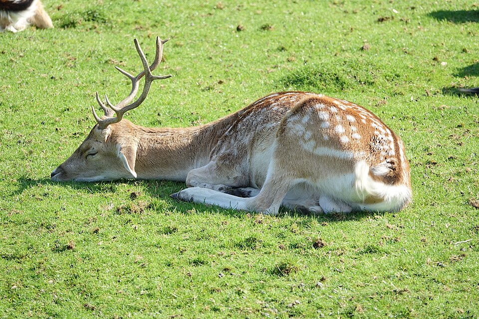 European fallow deer (Dama dama) in Cigoland (Kintzheim, Bas-Rhin, France).