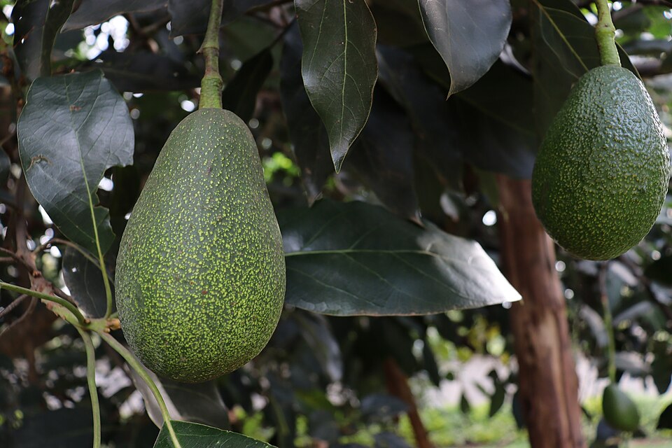 Picture of avocado still on a tree.