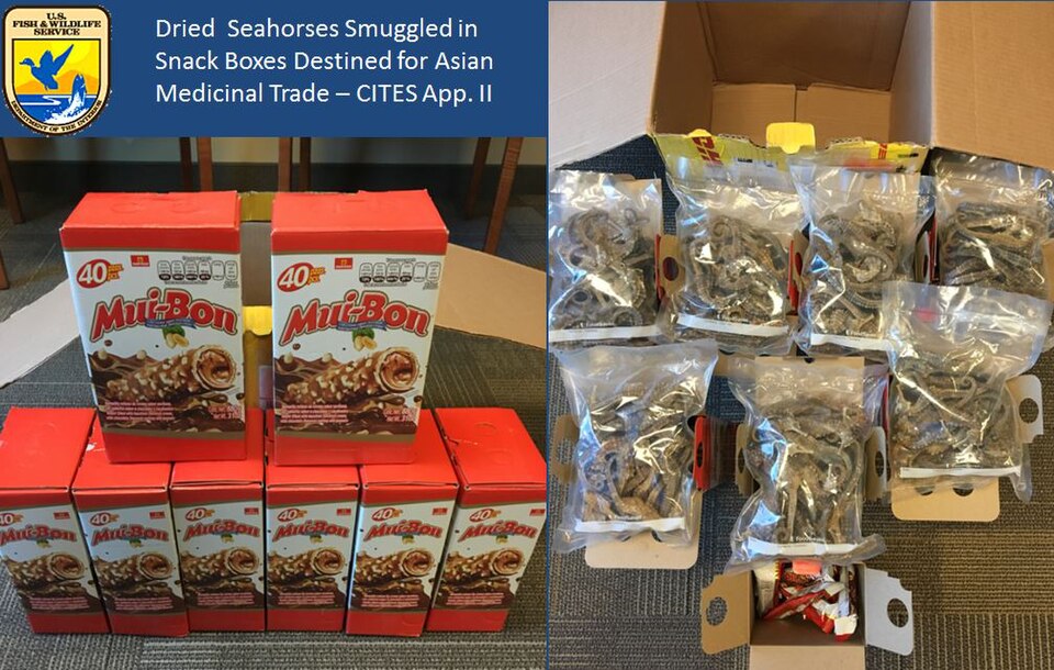 Dried Seahorses Smuggled in Snack Boxes Destined for the Asian Medicinal Trade 
Photo credit: USFWS

Operation Thunderbird, a global anti-wildlife trafficking initiative, recently turned a bright spotlight on the alarming depth and breadth of the planet’s wildlife poaching problem. Many seizures of