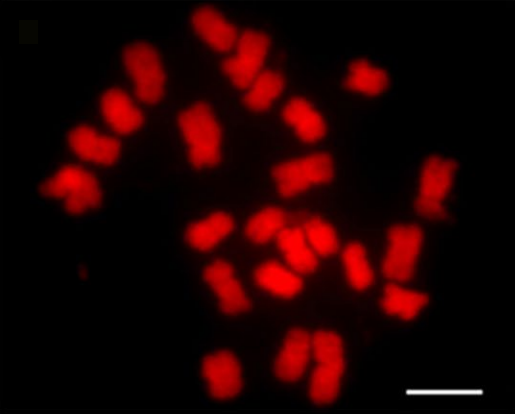 Karyotype of rice (Oryza sativa). 2n = 24. Scale bar represents 5 μm.