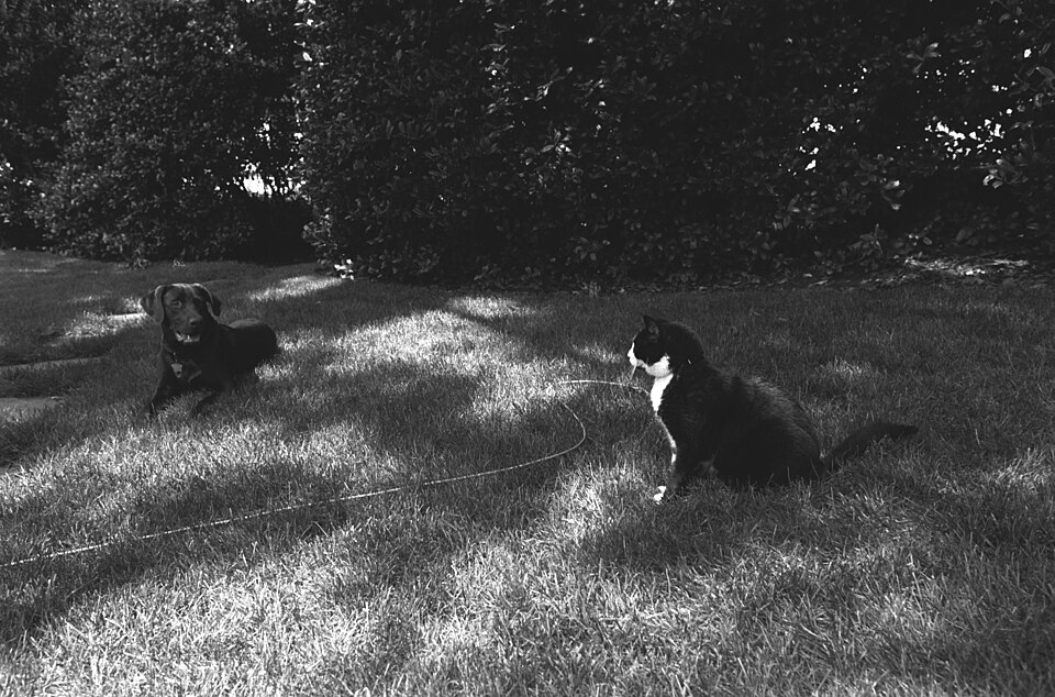 Photograph of Socks the Cat and Buddy the Dog Sitting on the South Lawn at the White House - DPLA - 3a4f4cad9b21183245284a4107c800a6