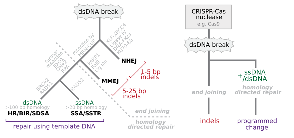 On the left a flowchart showing the different DNA repair pathways[1] that may act on a double-stranded DNA break , together with their typical outcome. Annotations in light gray indicate the proteins or processes that facilitate progress to the next step in the flowchart. On the right an illustratio