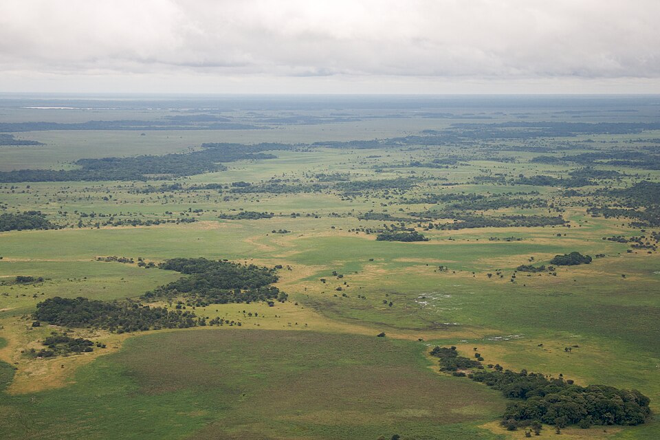 The Beni savanna is an important ecoregion in Bolivia.