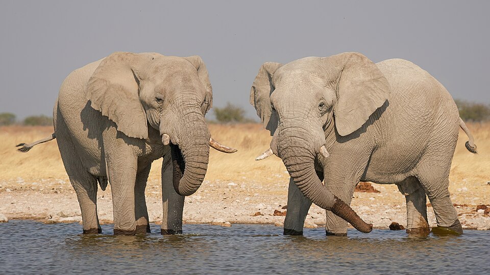 Study Finds Vague Conservation Goals Are Misallocating Elephant Funding Across Africa