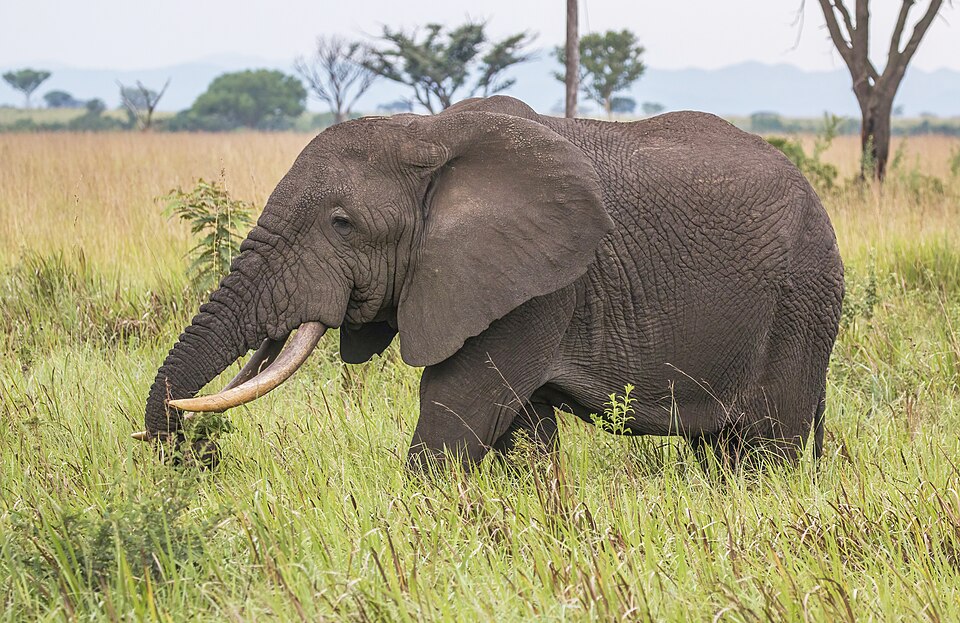 African elephant (Loxodonta africana), Queen Elizabeth Park, Uganda