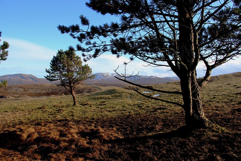 Edge of conifer shelter belt above Loch Borralie