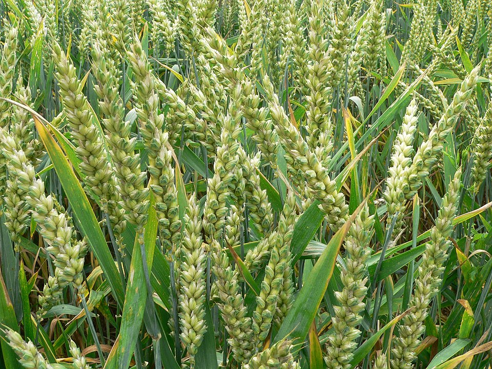 Wheat (Triticum aestivum) near Auvers-sur-Oise, France, June 2007