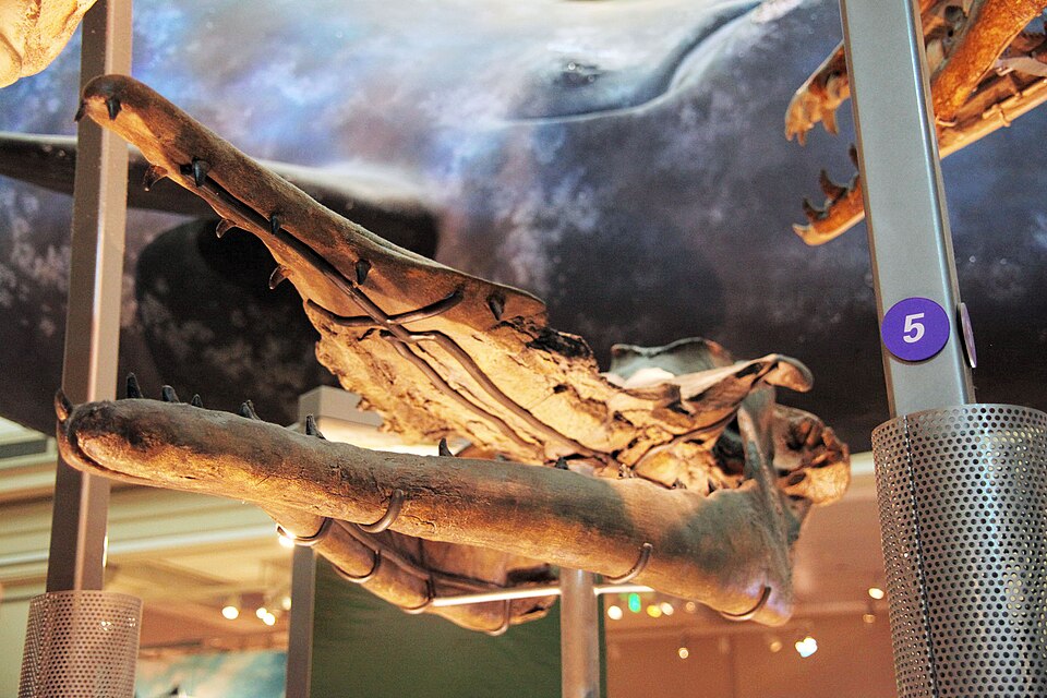 Scientists Find 5 Million Year Old Whale Graveyard Stretching 750 Miles