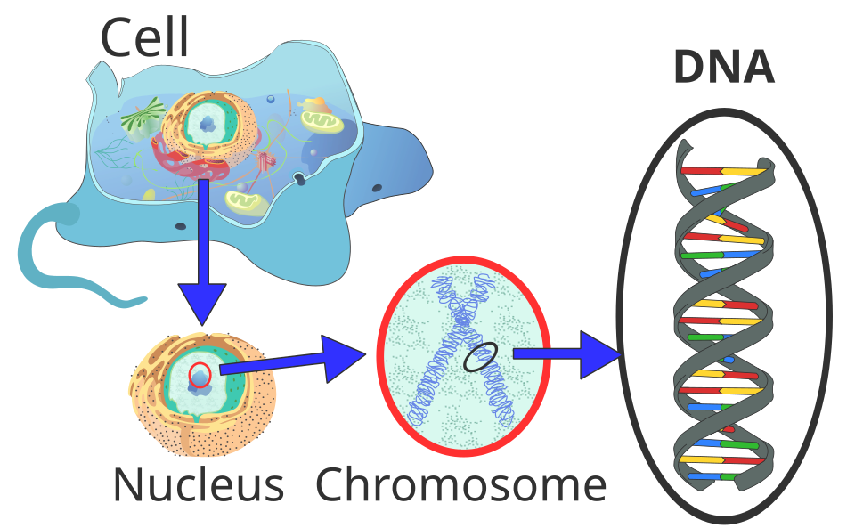 New Study Finds First Complex Cells Drew Genes From Multiple Bacterial Sources