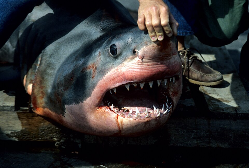 Great White Sharks Still Swim Mediterranean But Face Extinction Risk