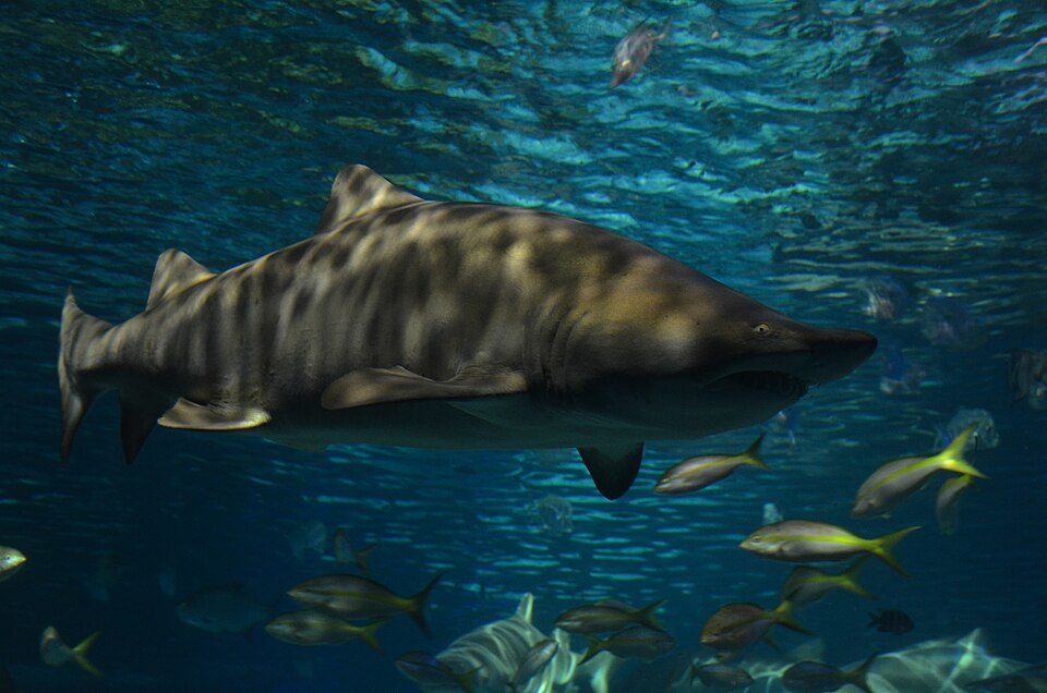 A massive Sand tiger Shark swims by. These are not to be mixed with Tiger Sharks which are another species of shark. The sand tiger shark (Carcharias taurus), grey nurse shark, spotted ragged-tooth shark, or blue-nurse sand tiger is a species of shark that inhabits subtropical and temperate waters w