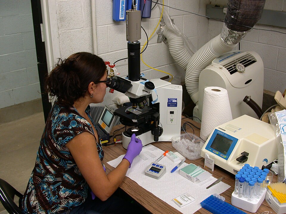Gina DellaTogna determining sperm viability in golden frogs Photo credit (c) Gina DellaTogna, Smithsonian Conservation Biology Institute).