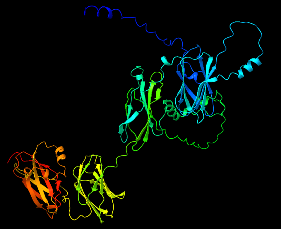 This structure shows the proposed structure of the human gene NDNF that is based on the amino acid sequence of the gene. This protein has two different domains, the blue and green colors are one domain and the yellow orange and red colors are another domain.