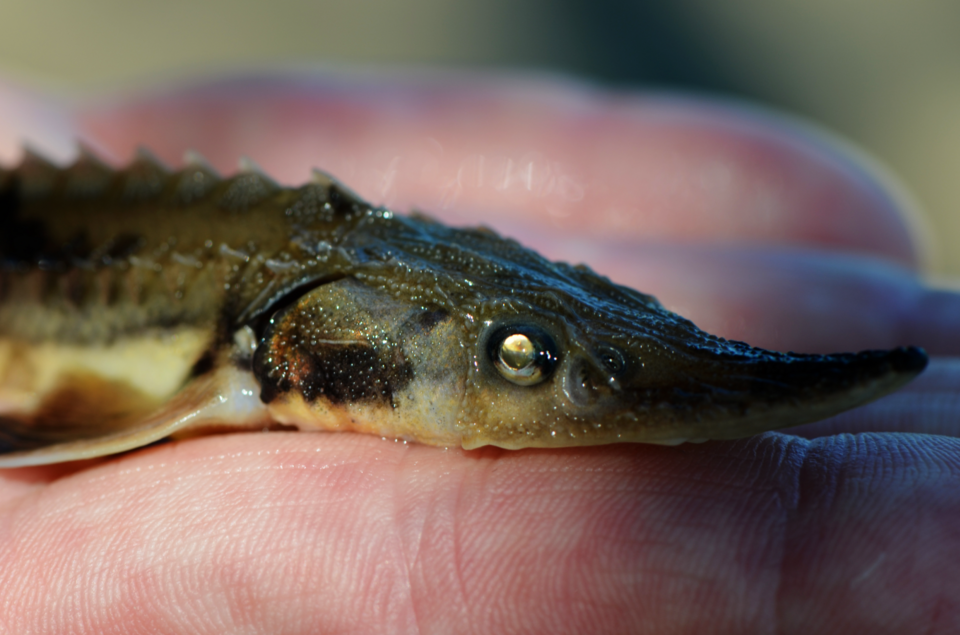 A biologist holds a juvenile lake sturgeon (Acipenser fulvescens) reared at Genoa National Fish Hatchery in Wisconsin in the United States.