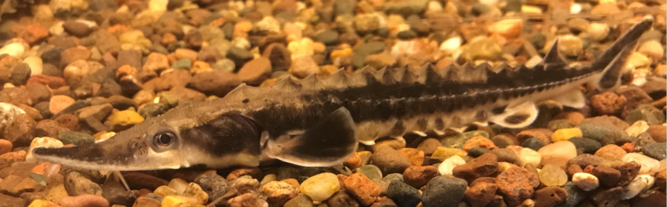 A juvenile lake sturgeon (Acipenser fulvescens) at the Edenton National Fish Hatchery in North Carolina in the United States.