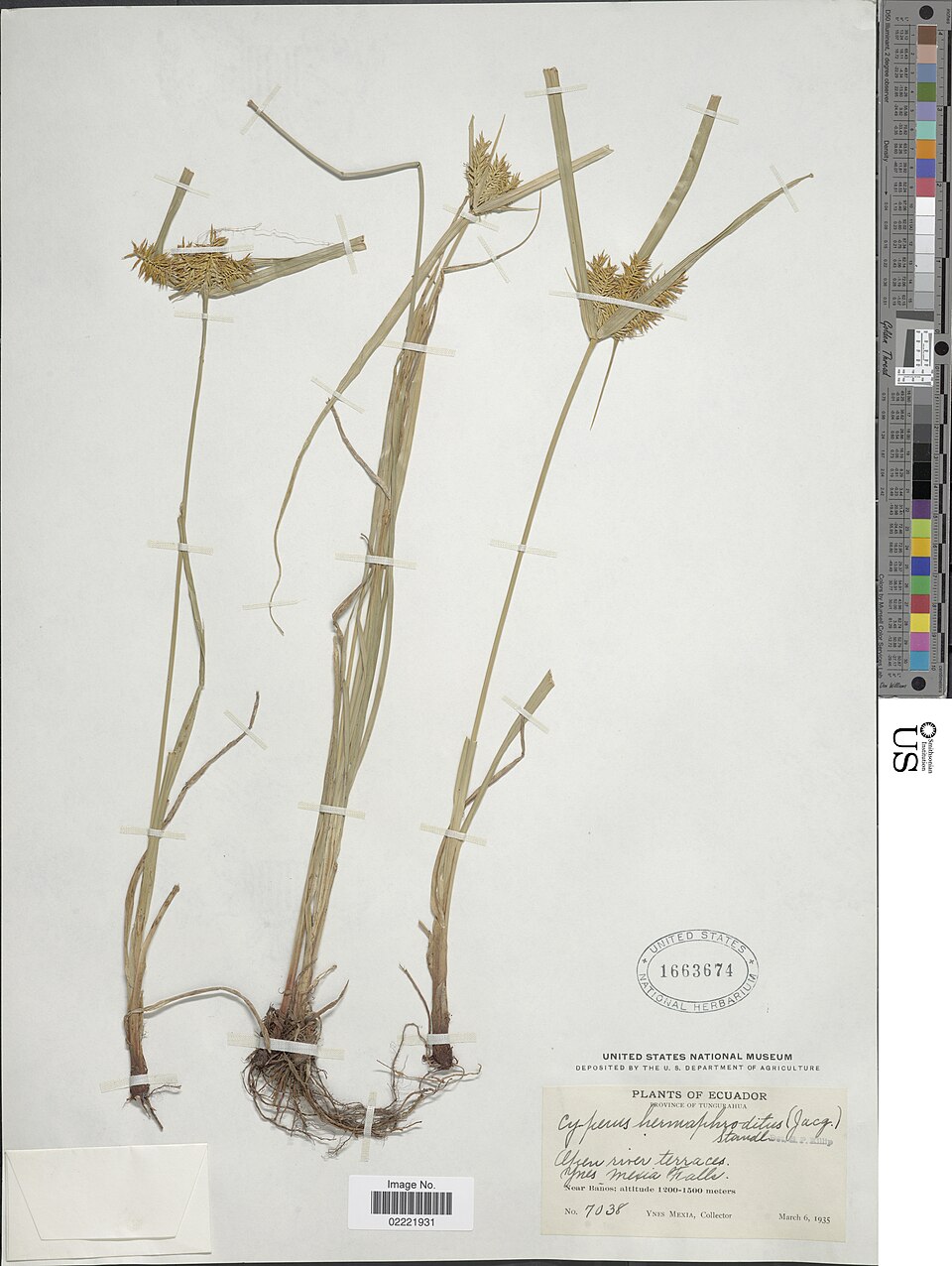 Collected plant specimen of Cyperus hermaphroditus (Jacq.) Standl. 
Plantae Monocotyledonae Poales Cyperaceae . From 

Open river terraces, Ynes Mexia Falls, near Banos, Tungurahua, Ecuador, South America - Neotropics. Ynes E. J. Mexia, Collector.