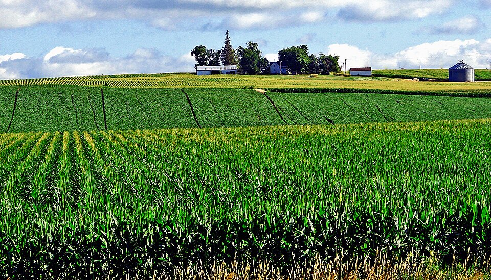 (1 in a multiple picture album)
This is one of the few small farm homesteads to see in Northwest Iowa. Fifty years ago this farmer would have shared a section of land (640 acres) with three other families.  Now he must farm the whole section in order to make a profit.