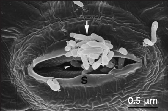 Methylobacteria as epiphytes and endophytes. Scanning electron micrograph of the surface of a leaf from a regenerated, germ‑free sunflower (Helianthus annuus) plantlet cultured in vitro. The tissue was inoculated with a strain of Methylobacterium that was isolated from a free‑living sunflower plant