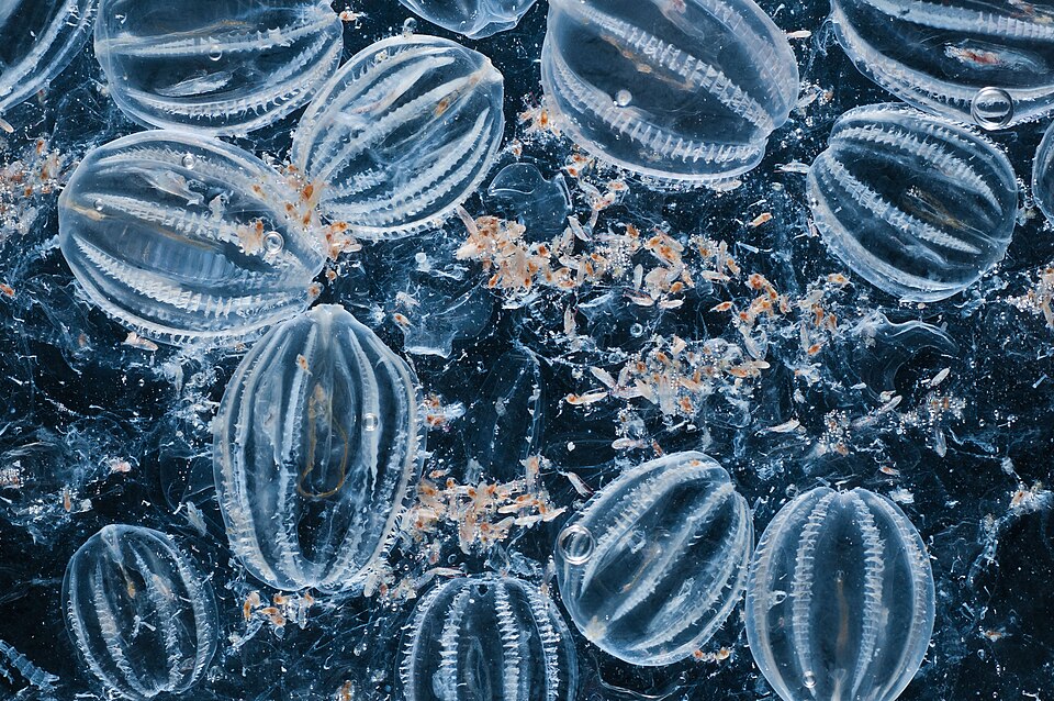 The smaller orange dots are zooplankton, they could be copepods, amphipods, or krill. All are crustaceans that would stay this small their entire life. The stripes on the jellies are ciliary combs, which they use to swim through the water. Photo by Eric Vance, U.S. EPALearn more @ www.epa.gov/bo