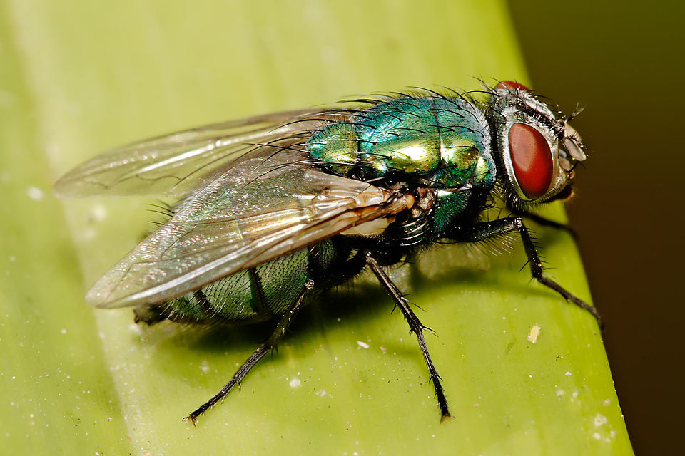 Australian sheep blowfly