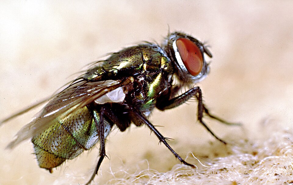 An Australian sheep blowfly, Lucilia cuprina