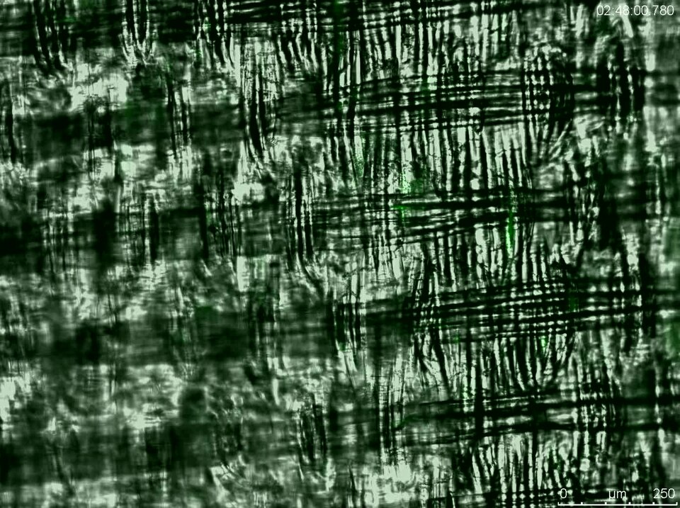Time-lapse of adherence of GFP-labeled  S aureus  to Dyneema Purity ®  fibers patch under flow conditions.