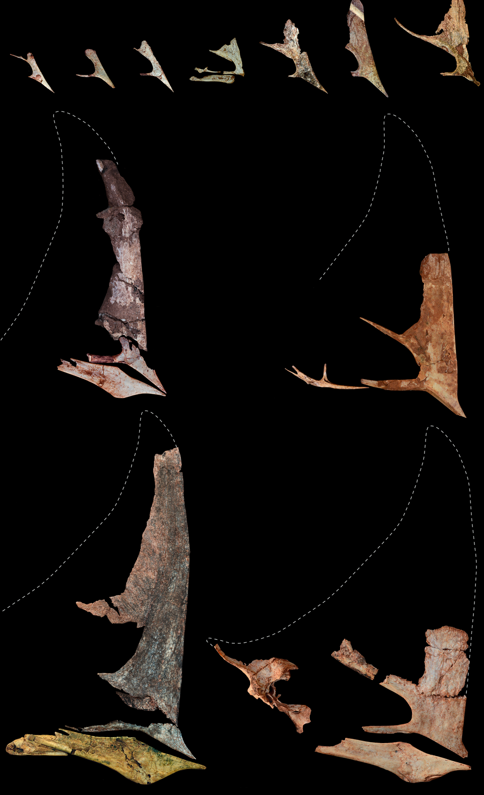 Ancient Microbes Both Destroyed and Preserved a Pterosaur Wing Bone