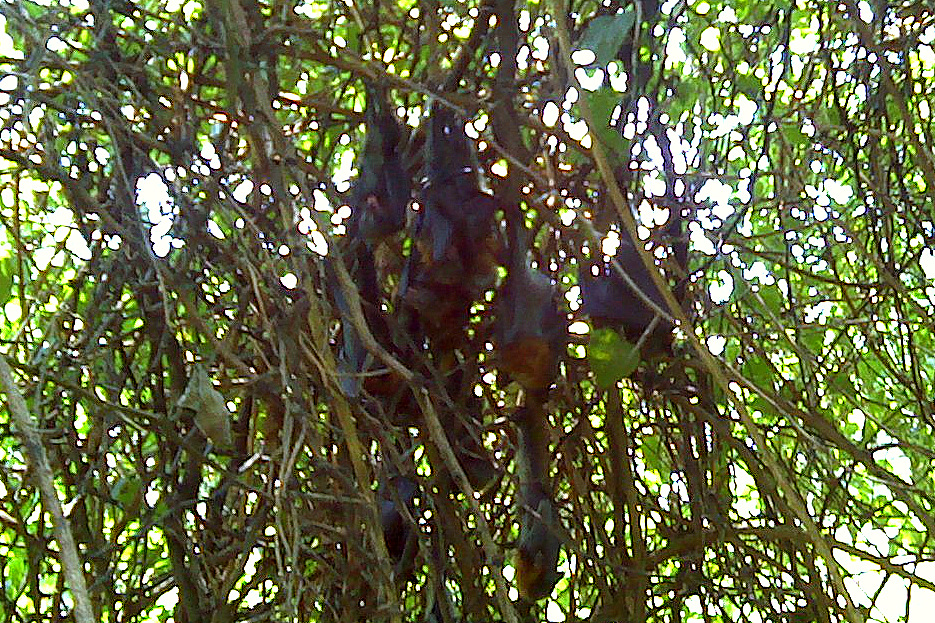 Cluster of heat-stressed grey-headed flying foxes