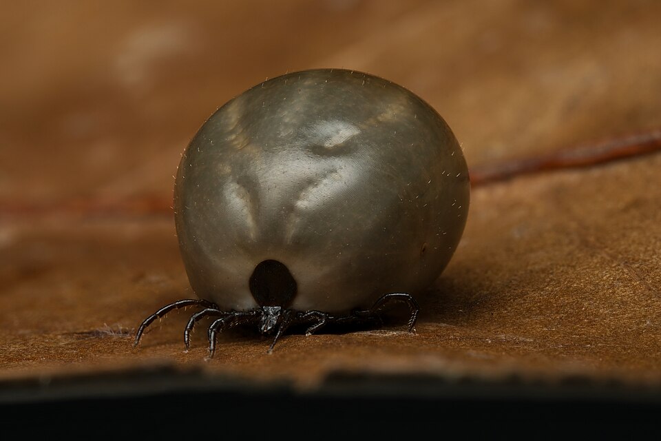 West Virginia Health Departments Offer Lyme Disease Preventative Antibiotic to Residents