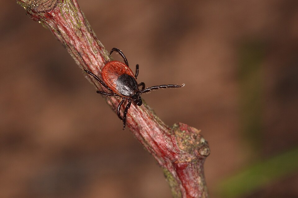 Castor Bean Tick, Ixodes ricinus, Location: Germany, Erbach, Ringingen