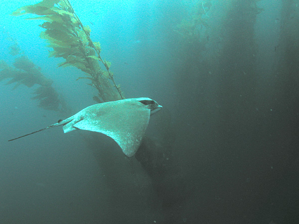 Bat Ray in kelp forest, San Clemente Island, Channel Islands, California.
