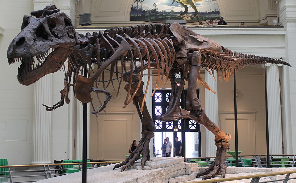 Sue, the most complete fossil skeleton of a Tyrannosaurus Rex specimen ever found.